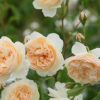 Rosa 'Lichfield Angel'
