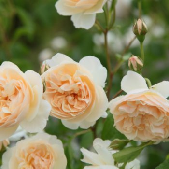 Rosa 'Lichfield Angel'