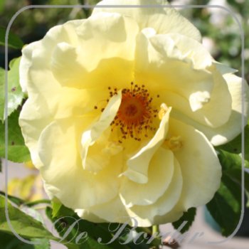 Rosa 'Lichtkonigin Lucia'