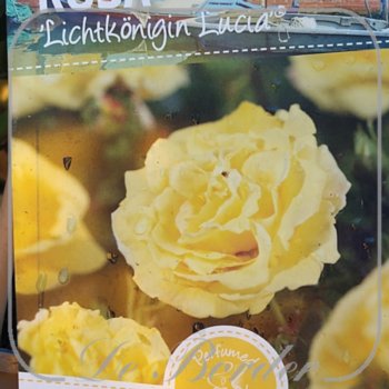 rosa-lichtkonigin-lucia-in-pot-(5l)-maat-l-014 Rosa 'Lichtkonigin Lucia'