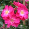 Rosa 'Lupo'