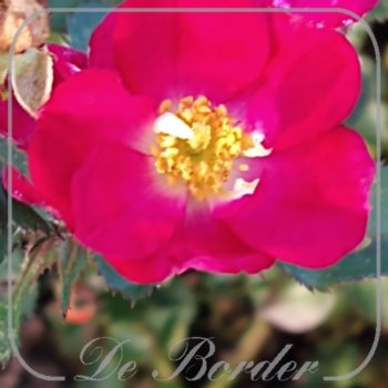 Rosa 'Lupo'