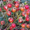 Rosa 'Lupo'