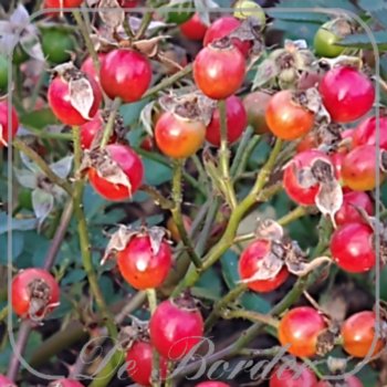 Rosa 'Lupo'