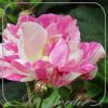 Rosa 'Malabarista'