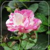Rosa 'Malabarista'