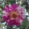 Rosa 'Malabarista'