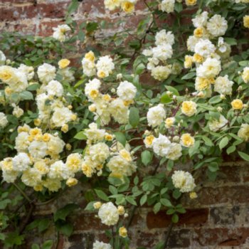 Rosa 'Malvern Hills'