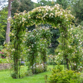 Rosa 'Malvern Hills'