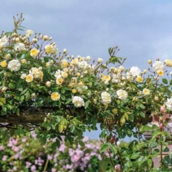 Rosa 'Malvern Hills'