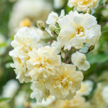 Rosa 'Malvern Hills'