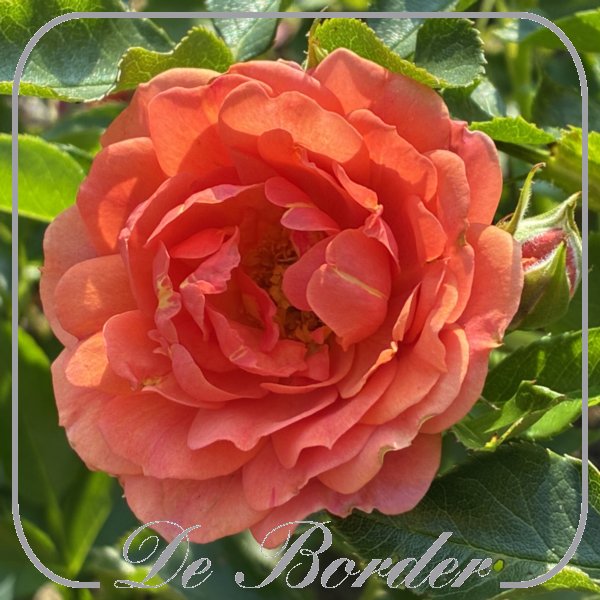 Rosa 'Mandarin'