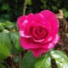 Rosa 'Maritim'