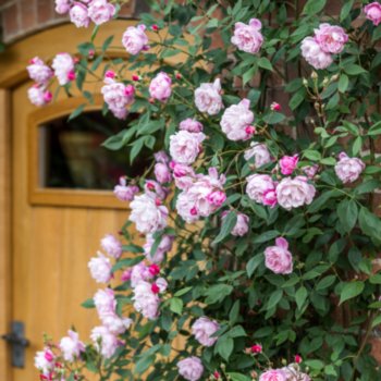 Rosa 'Mortimer Sackler' --