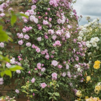 Rosa 'Mortimer Sackler' --