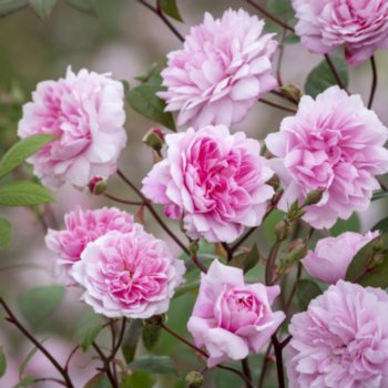 Rosa 'Mortimer Sackler' --