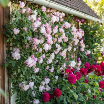 Rosa 'Mortimer Sackler' --