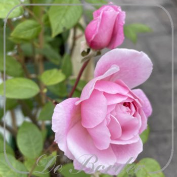 Rosa 'Mary Delany'