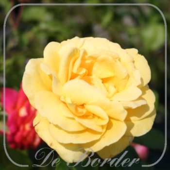 rosa-michelangelo-982 Rosa 'Michelangelo'