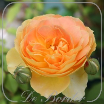 Rosa 'Molineux'