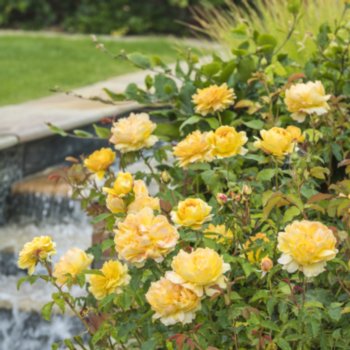 Rosa 'Molineux'