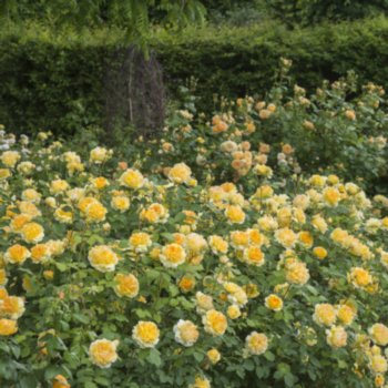 Rosa 'Molineux'
