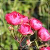 Rosa 'Morsdag'