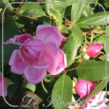 rosa-mortimer-sackler-144 Rosa 'Mary Delany'