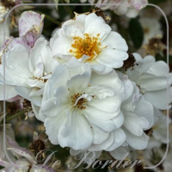 rosa-moscalbo-769 Rosa 'Moscalbo'