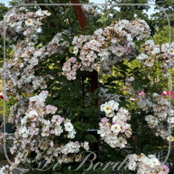 rosa-moscalbo-771 Rosa 'Moscalbo'