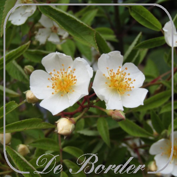 Rosa 'Nature  Siluetta'