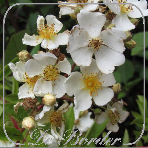 rosa-nature-siluetta-847 Rosa 'Nature Siluetta'