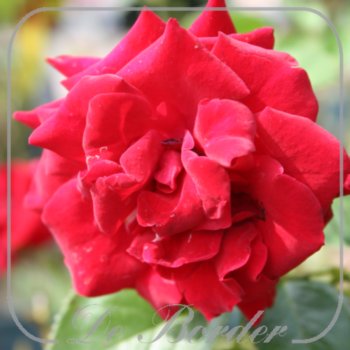 rosa-niccolo-paganini-067 Rosa 'Niccolo Paganini'