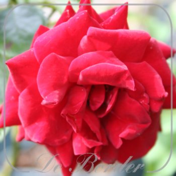 rosa-niccolo-paganini-069 Rosa 'Niccolo Paganini'