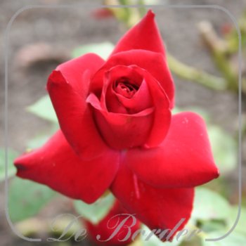 rosa-niccolo-paganini-377 Rosa 'Niccolo Paganini'
