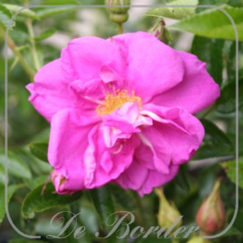 rosa-nitida-defender-505.jpg Rosa nitida 'Defender'