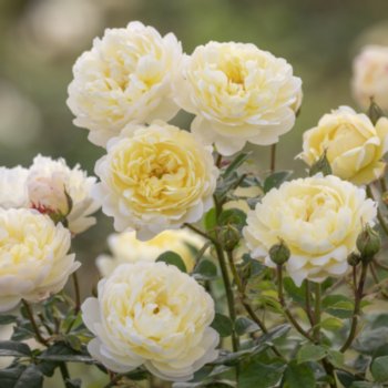 Rosa 'Nye Bevan'