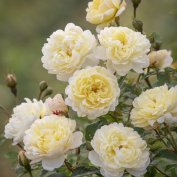 Rosa 'Nye Bevan'