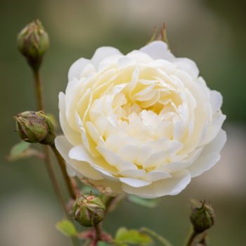 Rosa 'Nye Bevan'