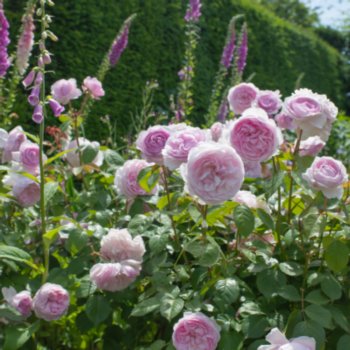 Rosa 'Olivia Rose Austin'