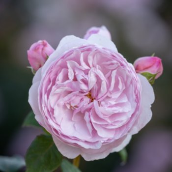 Rosa 'Olivia Rose Austin'