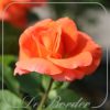 Rosa 'Orange Dawn'