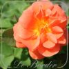 Rosa 'Orange Dawn'