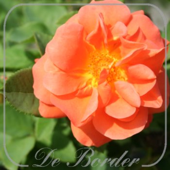 Rosa 'Orange Dawn'