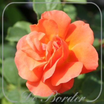 Rosa 'Orange Dawn'