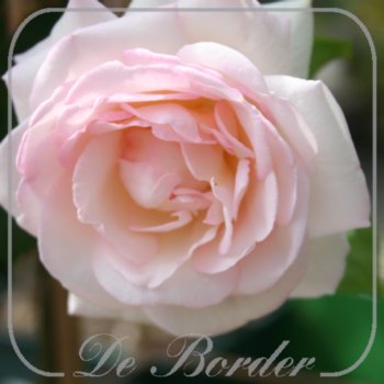 rosa-palais-royal-743 Rosa 'Palais Royal'