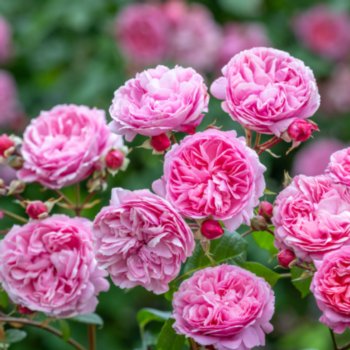 Rosa 'Penelope Lively'