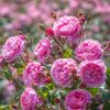 Rosa 'Penelope Lively'