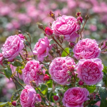 Rosa 'Penelope Lively'