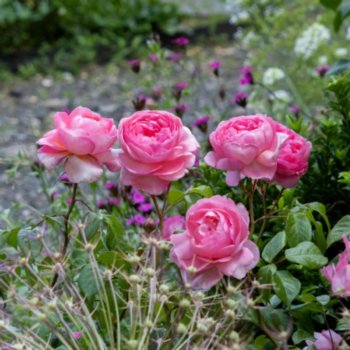 Rosa 'Penelope Lively'